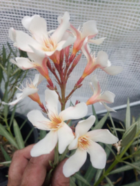 Nerium oleander 'Regis Faure'