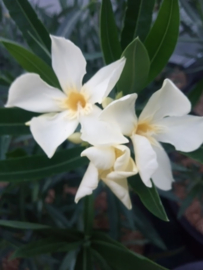 Nerium oleander 'Marie Gambetta'