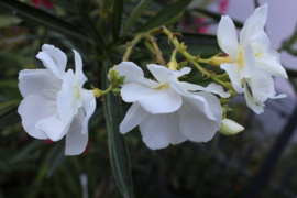 Nerium oleander 'Porto'