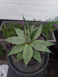 Agave obscura 'Red Skyline' - 7,5 ltr