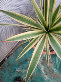 Yucca gloriosa Variegata - 12 ltr