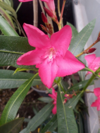 Nerium oleander 'Prometheus'   [ Irmtraud Gotsis collectie ]