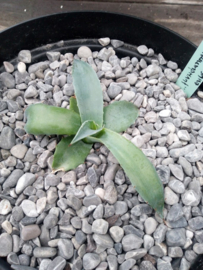 Agave parrasana 'Triumphant' - 3 ltr