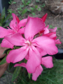 Nerium oleander 'Ville de Sernhac'