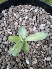 Agave parrasana 'Triumphant' - 3 ltr