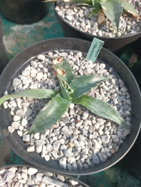 Agave parrasana 'Triumphant' - 3 ltr