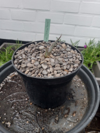 Agave kerchovei 'Blue Form' - 1,5 ltr