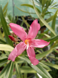 Nerium oleander 'Cap Saint Vincent'