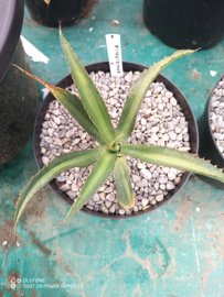 Agave x amourifolia 'Twisted Tongue' - 1.01 - 3 ltr