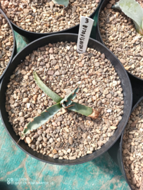 Agave x nevatifolia - 1.03 - 3 ltr