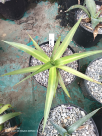 Agave mateo - 3 ltr