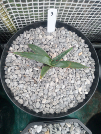 Agave mckelveyana x agave utahensis - 03 - 3 ltr