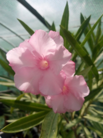 Nerium oleander 'Pastel Pink'