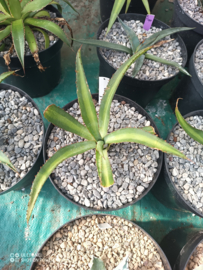 Agave x amourifolia 'Twisted Tongue' - 1.02 - 3 ltr