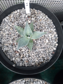 Agave ovatifolia 'Frosty Blue'   2.09 - 7,5 ltr