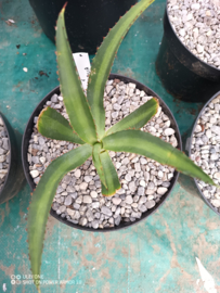 Agave x amourifolia 'Twisted Tongue' - 1.02 - 3 ltr