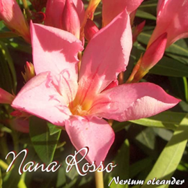 Nerium oleander 'Nana Rosso'