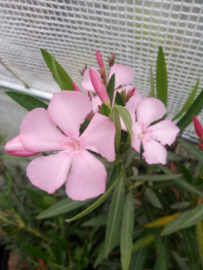 Nerium oleander 'Belle Hélène' / 'Belle Helene'