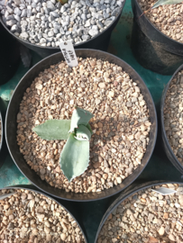 Agave ovatifolia 'Dwarf' - 1.06 - 3 ltr