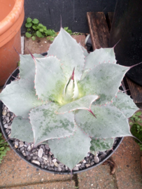 Agave ovatifolia 'Emerald'   1.01 - 10 ltr
