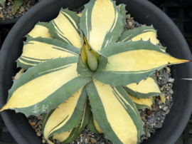 Agave ovatifolia 'Flipper'
