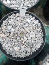 Agave mckelveyana x agave utahensis - 15 - 1,5 ltr