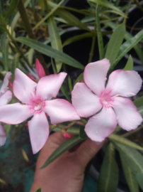 Nerium oleander 'Virginie'