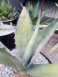 Agave chrysantha - 01 - 7,5 ltr