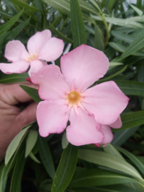 Nerium oleander 'Dottore Attilio Ragionieri' / 'Dr. Ragione'