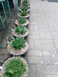 Agave montana - 01 - 7,5 ltr