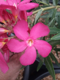 Nerium oleander 'Maestro'