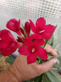 Nerium oleander 'Corrida'