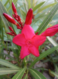 Nerium oleander 'Little Red' / 'Petite Red' / 'Maravenne'