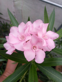 Nerium oleander 'Cornwallis'