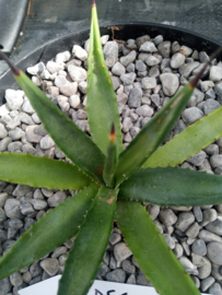 Agave decipiens