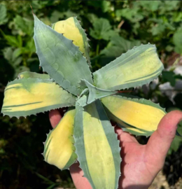 Agave ovatifolia 'Beluga'