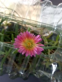 Delosperma 'Hot Pink Wonder'