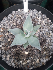 Agave ovatifolia 'Frosty Blue'   2.13 - 7,5 ltr