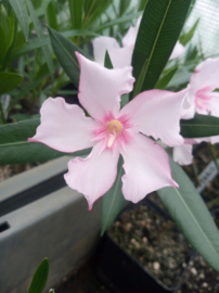 Nerium oleander 'Hybris'   [ Irmtraud Gotsis collectie ]