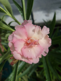 Nerium oleander 'Mrs. F. Roeding' / 'Rosée du Ventoux'