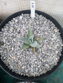 Agave ovatifolia 'Frosty Blue'   2.17 - 7,5 ltr