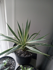 Agave angustifolia 'Variegata' - 7,5 ltr