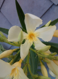 Nerium oleander 'Marie Gambetta'