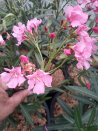 Nerium oleander 'Lisa' [Exclusief, vermeerderen verboden]