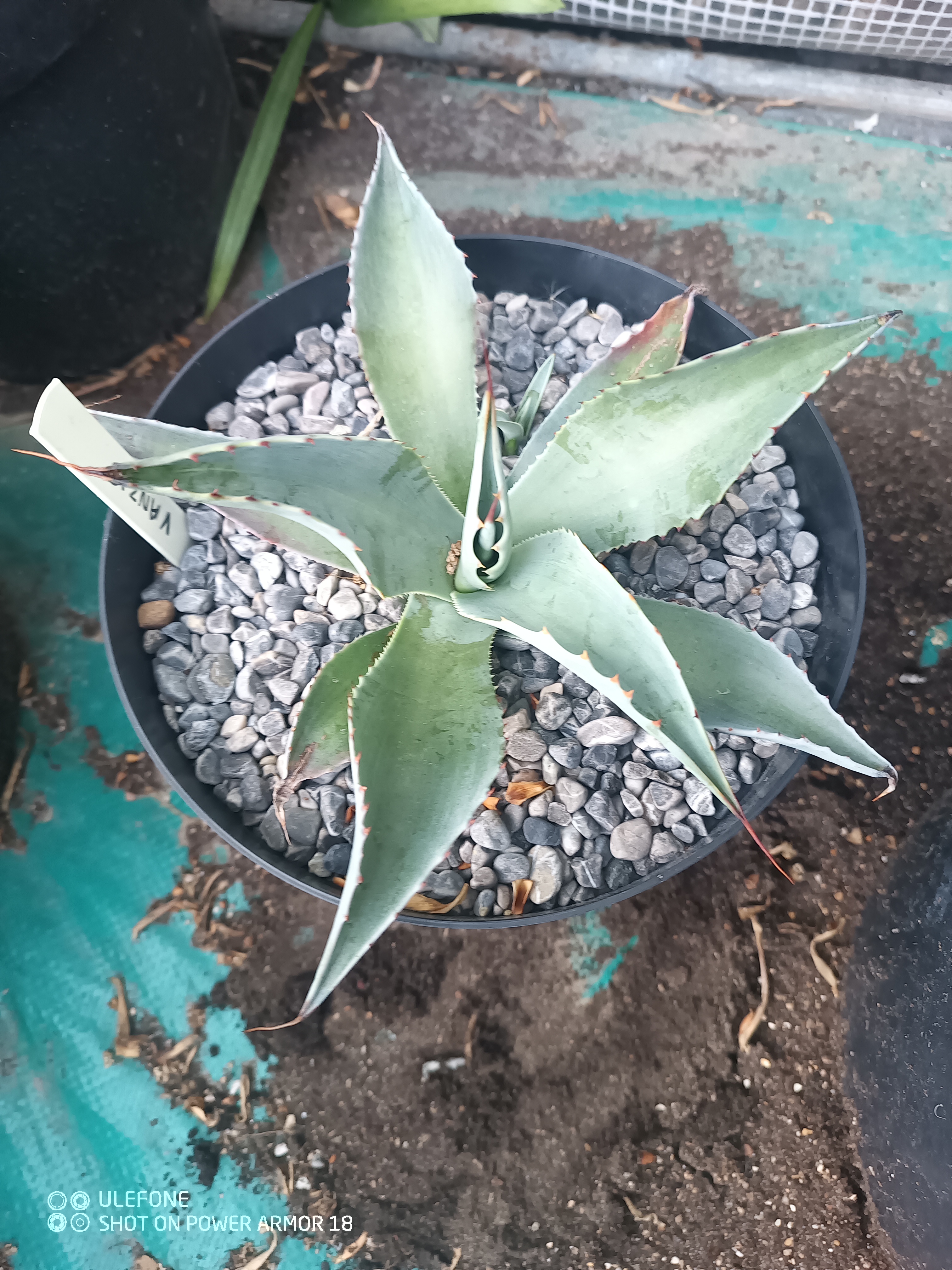 Agave ovatifolia 'Vanzie' 0.01 - 3 ltr
