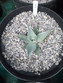 Agave ovatifolia 'Frosty Blue'   2.06 - 7,5 ltr