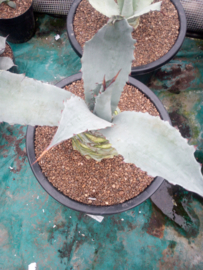 Agave x cornutifolia