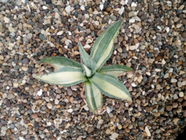 Agave ovatifolia 'Vanzie Mediopicta Variegated'