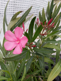 Nerium oleander 'Professeur Parlatore' / 'Professor Parlatore