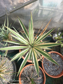 Yucca gloriosa Variegata - 12 ltr